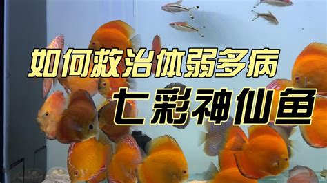 七仙魚|七彩神仙的繁殖